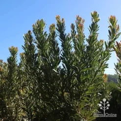 Protea Pink Ice -NatureNest Shop apo protea bushes at farm