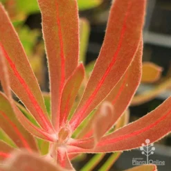 Protea Pink Ice -NatureNest Shop apo protea pink ice leaf vein colour