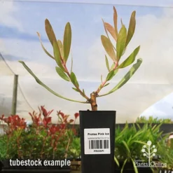 Protea Pink Ice -NatureNest Shop apo protea pink ice tubestock2