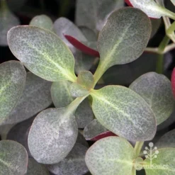 Crassula Purple Dragon - Fairy Crassula -NatureNest Shop apo purple dragon crassula top view