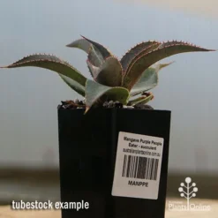 Mangave Purple People Eater - Succulent -NatureNest Shop apo purple people eater tubestock