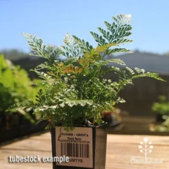 Humata - Rabbit's Foot Fern 18 Humata - Rabbit's Foot Fern -NatureNest Shop apo rabbits foot fern tubestock 1