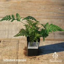 Humata - Rabbit's Foot Fern 25 Humata - Rabbit's Foot Fern -NatureNest Shop apo rabbits foot tubestock top