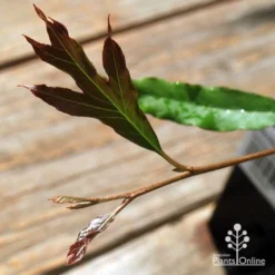 Grevillea Raptor 10 Grevillea Raptor -NatureNest Shop apo raptor leaf colour