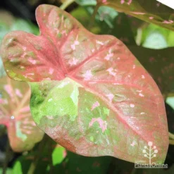 Caladium Raspberry Ripple - Angel Wings -NatureNest Shop apo raspberry ripple caladium leaf