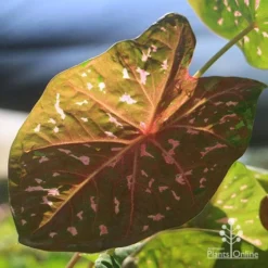 Caladium Raspberry Ripple - Angel Wings -NatureNest Shop apo raspberry ripple caladium leaf beneath