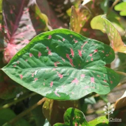 Caladium Raspberry Ripple - Angel Wings -NatureNest Shop apo raspberry ripple caladium leaf green