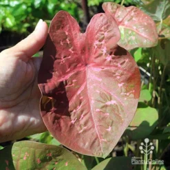 Caladium Raspberry Ripple - Angel Wings -NatureNest Shop apo raspberry ripple caladium leaf size