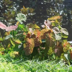 Caladium Raspberry Ripple - Angel Wings -NatureNest Shop apo raspberry ripple caladium leaf sunlit