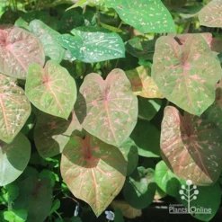 Caladium Raspberry Ripple - Angel Wings -NatureNest Shop apo raspberry ripple caladium leaves