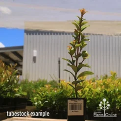 Syzygium Red Cliffs 18 Syzygium Red Cliffs -NatureNest Shop apo red cliff tubestock