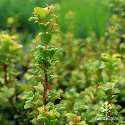 Syzygium Red Cliffs 19 Syzygium Red Cliffs -NatureNest Shop apo red cliffs lillypilly upright