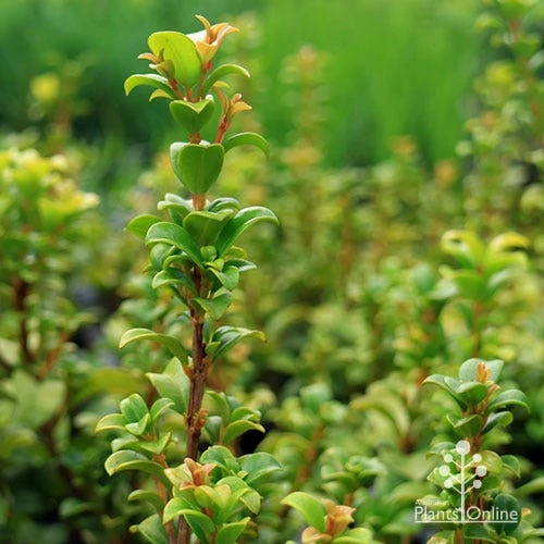 Syzygium Red Cliffs 8 Syzygium Red Cliffs - Image 8