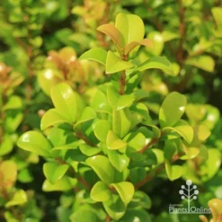Syzygium Red Cliffs 17 Syzygium Red Cliffs -NatureNest Shop apo red cliffs summer colour