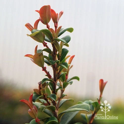 Syzygium Red Cliffs 5 Syzygium Red Cliffs - Image 5