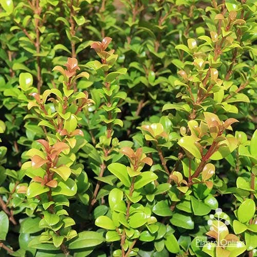 Syzygium Red Cliffs 1 Syzygium Red Cliffs