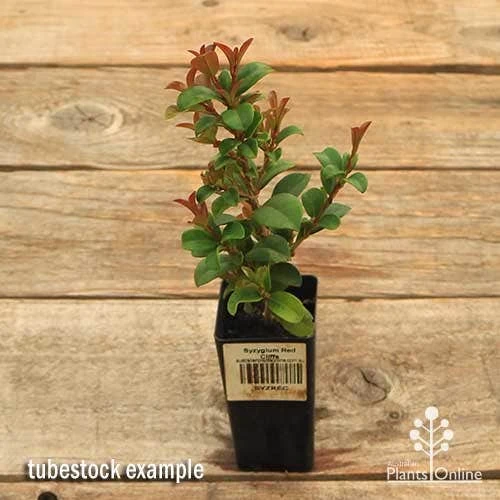 Syzygium Red Cliffs 11 Syzygium Red Cliffs - Image 11