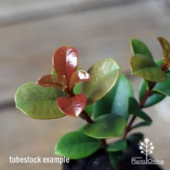 Syzygium Red Cliffs 14 Syzygium Red Cliffs -NatureNest Shop apo red cliffs tubestock close