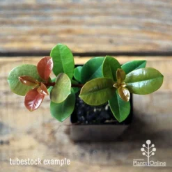 Syzygium Red Cliffs 20 Syzygium Red Cliffs -NatureNest Shop apo red cliffs tubestock top