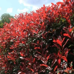Photinia Red Robin