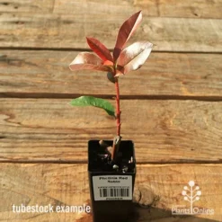Photinia Red Robin -NatureNest Shop apo red robin tubestock