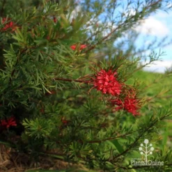 Grevillea Red Wings -NatureNest Shop apo red wings grevillea bush