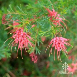 Grevillea Red Wings -NatureNest Shop apo redwings grevillea bush flowering