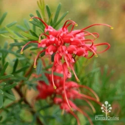 Grevillea Red Wings -NatureNest Shop apo redwings grevillea flower closeup 2