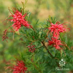 Grevillea Red Wings -NatureNest Shop apo redwings grevillea flowering