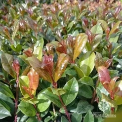 Syzygium Resilience - Lilly Pilly -NatureNest Shop apo resilience new leaf colour