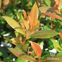 Syzygium Resilience - Lilly Pilly -NatureNest Shop apo resilience new leaves