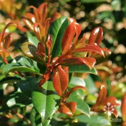 Syzygium Resilience - Lilly Pilly -NatureNest Shop apo resilience new orange leaf