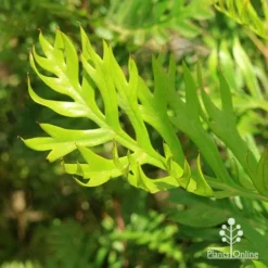 Grevillea Robyn Gordon 16 Grevillea Robyn Gordon -NatureNest Shop apo robyn gordon leaf