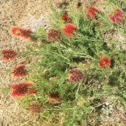 Callistemon Rocky Rambler -NatureNest Shop apo rocky rambler callistemon habit