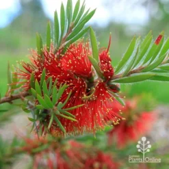 Callistemon Rocky Rambler -NatureNest Shop apo rocky rambler flower closeup