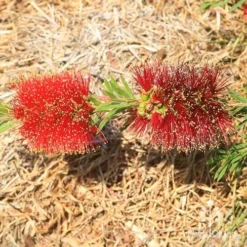Callistemon Rocky Rambler -NatureNest Shop apo rocky rambler flower colours