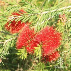 Callistemon Rocky Rambler -NatureNest Shop apo rocky rambler flowers