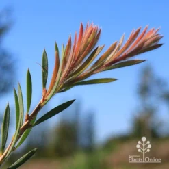 Callistemon Rocky Rambler -NatureNest Shop apo rocky rambler new leaf colour