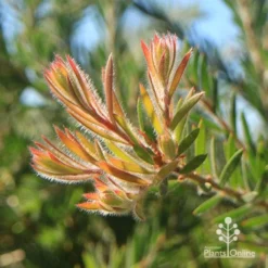 Callistemon Rocky Rambler -NatureNest Shop apo rocky rambler new leaf colour2