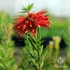 Callistemon Rocky Rambler -NatureNest Shop apo rocky rambler tubestock flowering