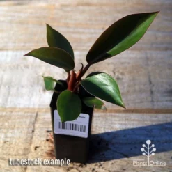 Philodendron Rojo Congo 12 Philodendron Rojo Congo -NatureNest Shop apo rojo congo tubestock top