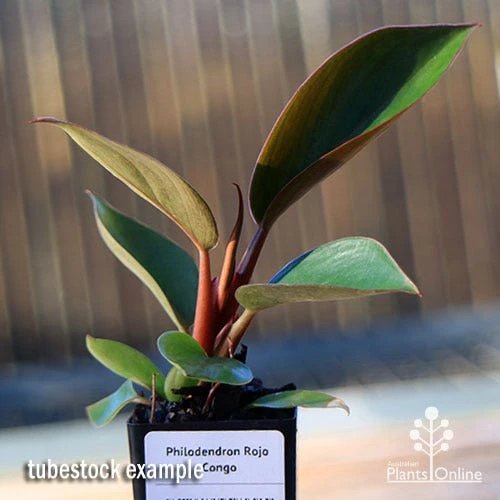 Philodendron Rojo Congo 2 Philodendron Rojo Congo - Image 2