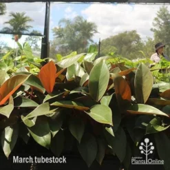 Philodendron Rojo Congo 15 Philodendron Rojo Congo -NatureNest Shop apo rojo march