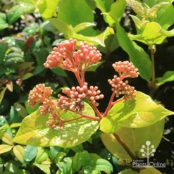 Rondeletia Amoena -NatureNest Shop apo rondeletia amoena buds july