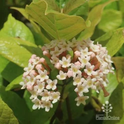 Rondeletia Amoena -NatureNest Shop apo rondeletia amoena flower