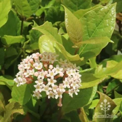 Rondeletia Amoena -NatureNest Shop apo rondeletia amoena flower leaf