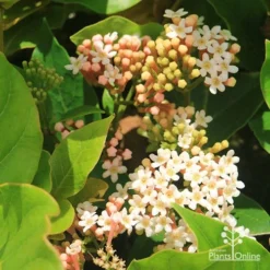 Rondeletia Amoena -NatureNest Shop apo rondeletia amoena flowers