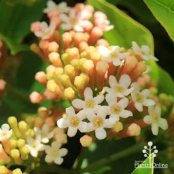 Rondeletia Amoena -NatureNest Shop apo rondeletia amoena flowers closeup