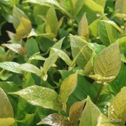 Rondeletia Amoena -NatureNest Shop apo rondeletia amoena foliage