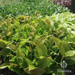 Rondeletia Amoena -NatureNest Shop apo rondeletia amoena tubestock plants